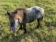 Araha.miniaturehorse.jpg