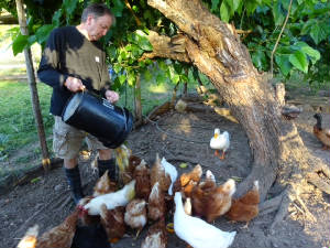 Danielfeedingchooks.jpg