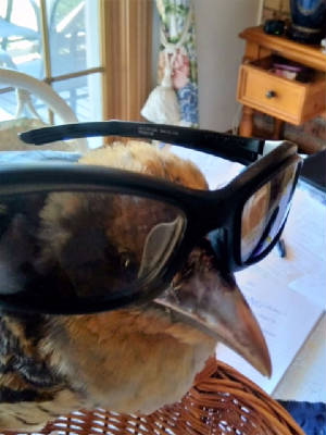 Errol.sunnies.JPG