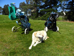 Gingergolfbags.jpg