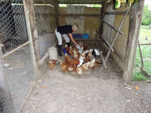 Jeaniefeedingchooks.jpg